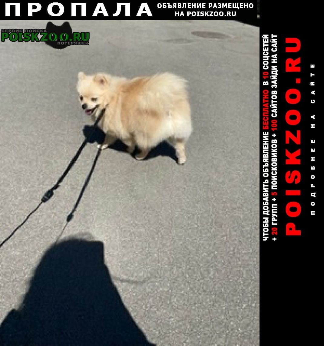 Санкт-Петербург Пропала собака кобель бежевый шпиц