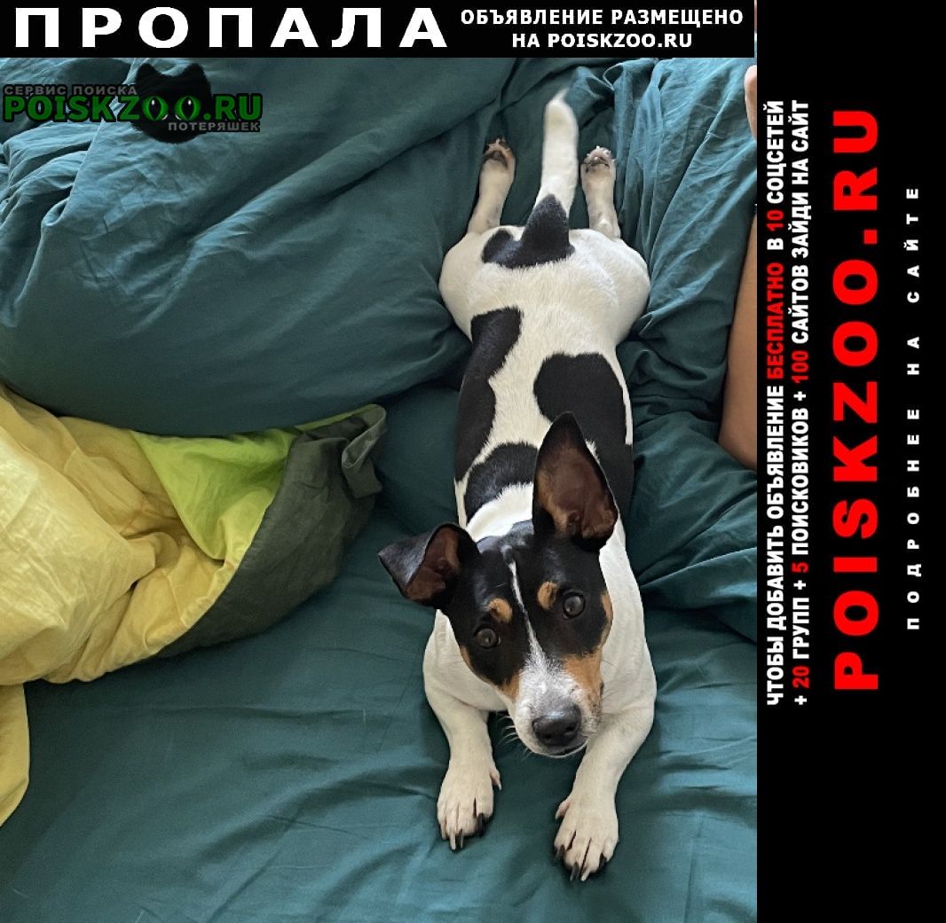 Москва Пропала собака кобель пожалуйста помогите найти собаку