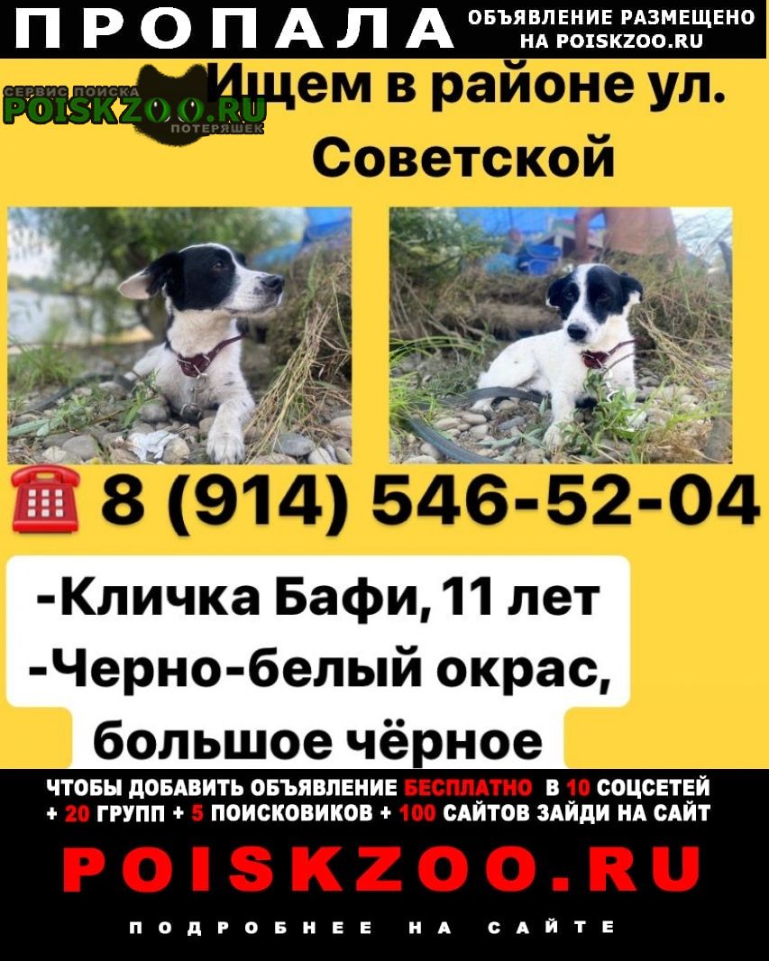 Пропала собака кобель поиск Хабаровск