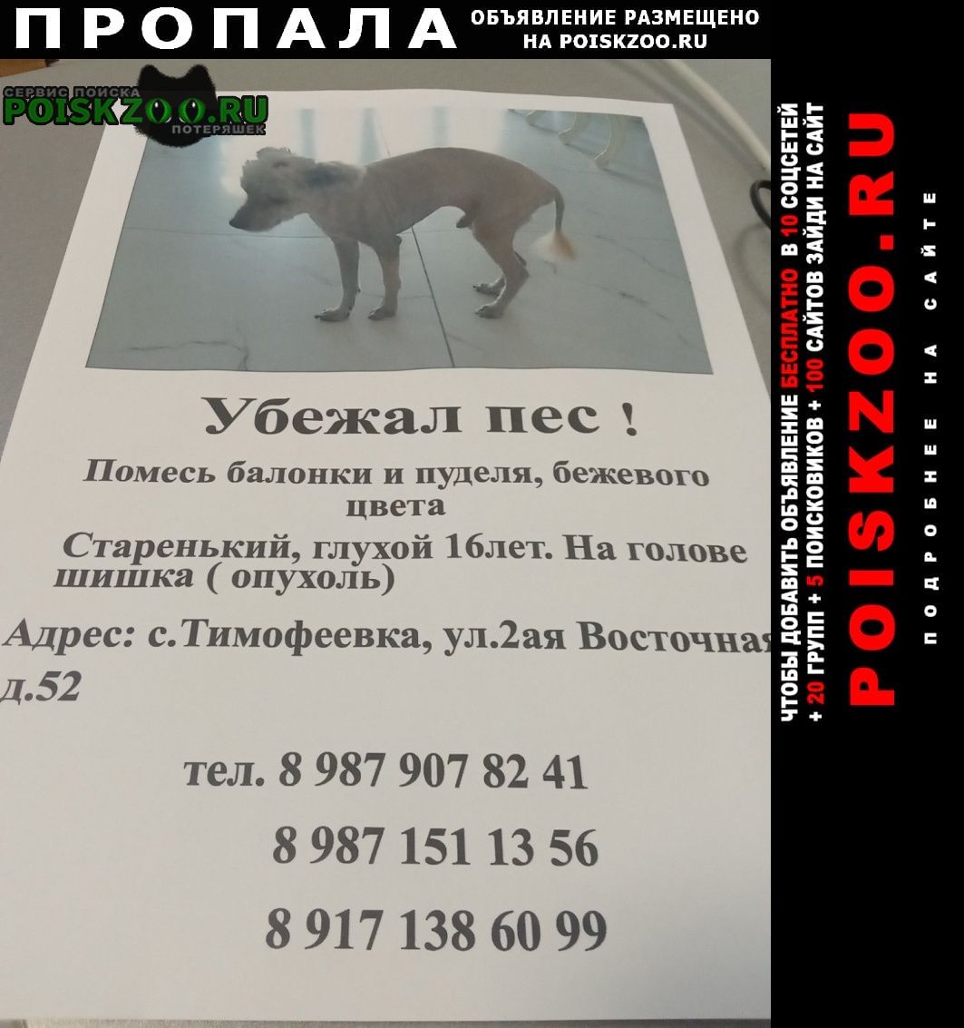 Тольятти Пропала собака кобель