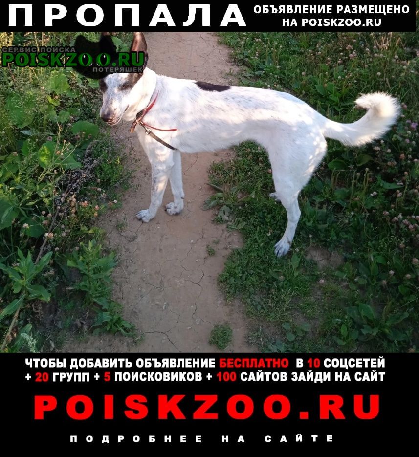 Москва Пропала собака убежала собака в милицейский посёлок