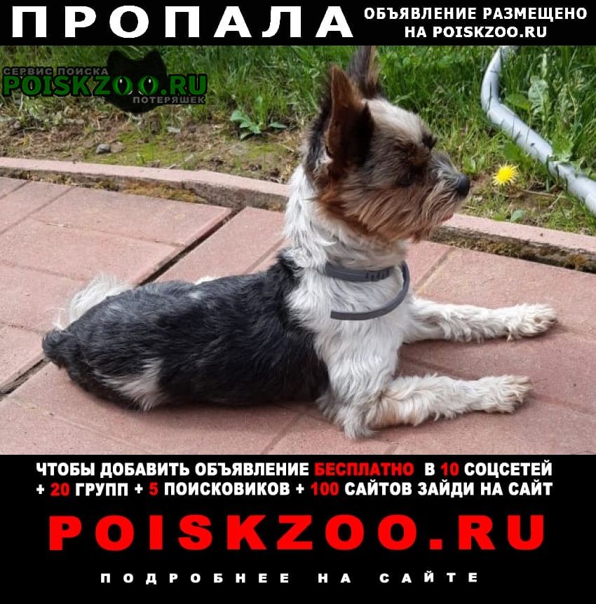 Пропала собака кобель Дорохово