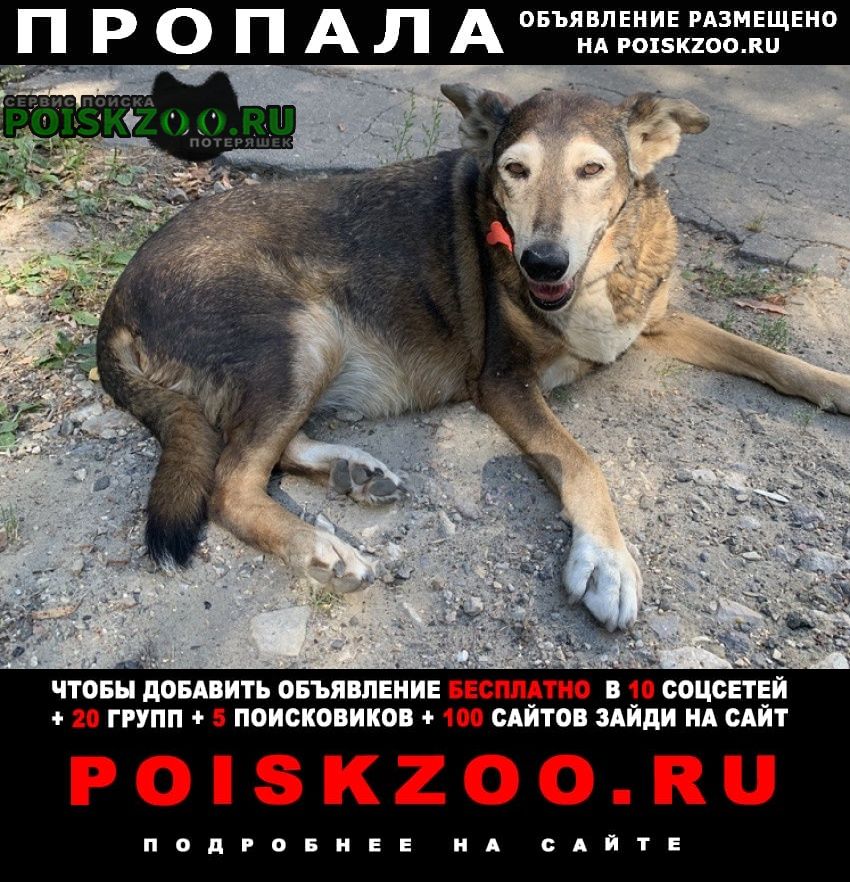 Пропала собака очень ждем Москва