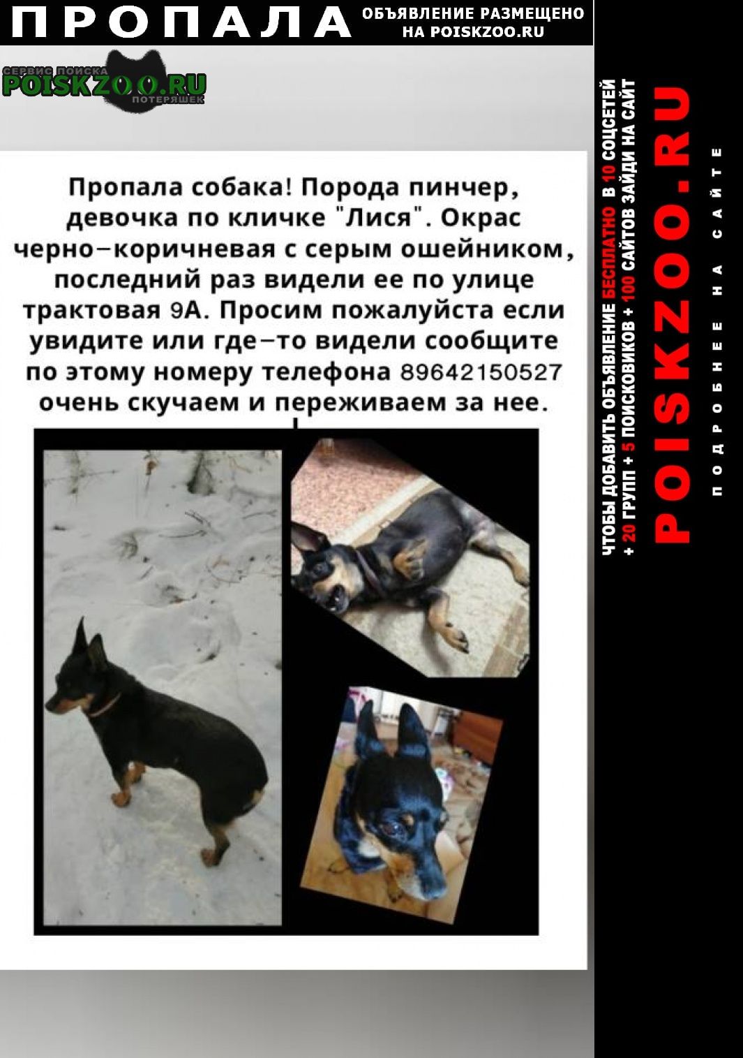 Пропала собака Иркутск