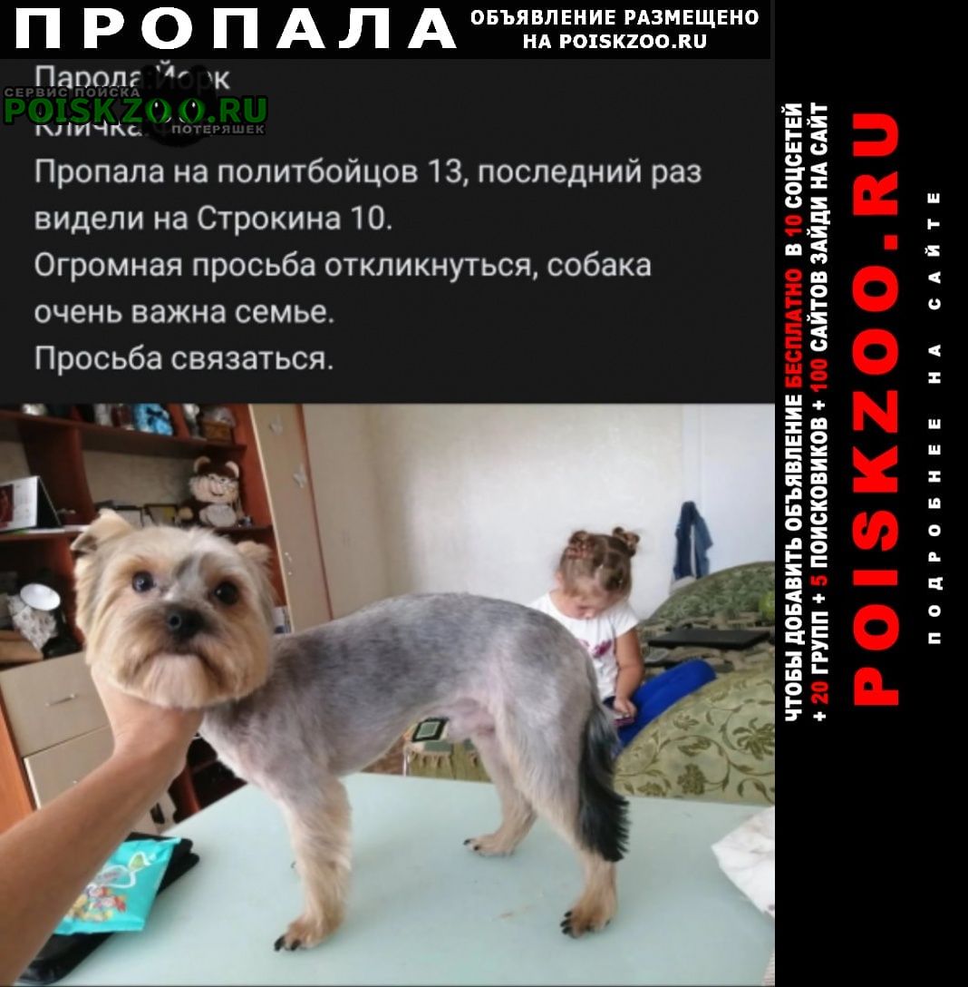 Нижний Новгород Пропала собака кобель йорк