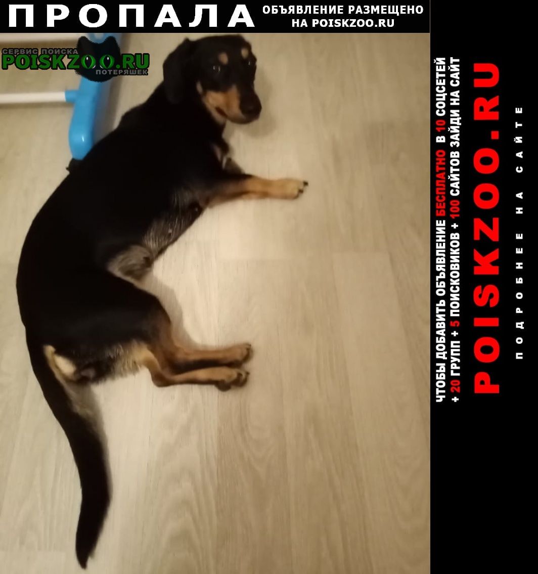 Пропала собака кличко ария 1 год девочка Москва