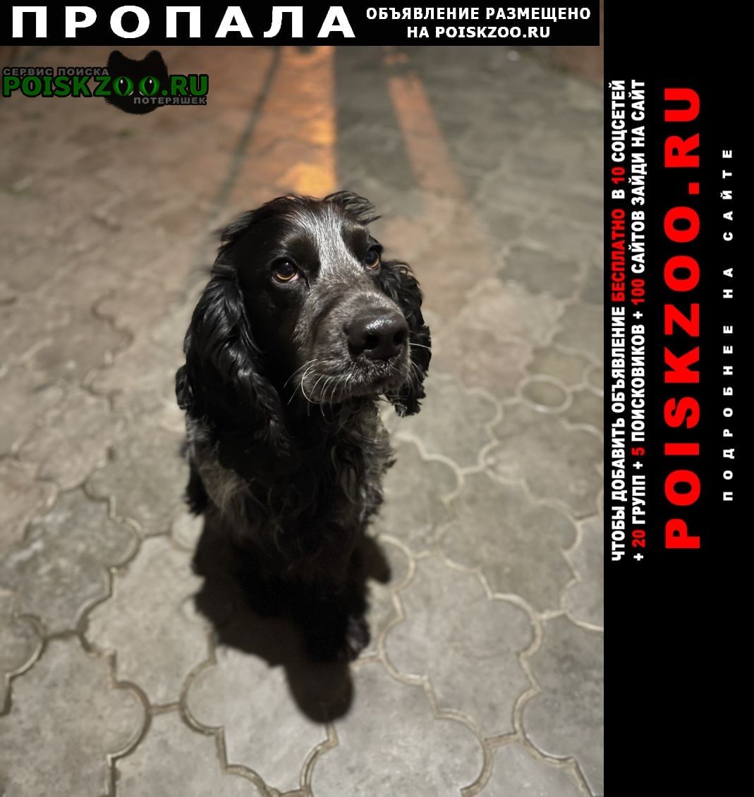 Краснодар Пропала собака кобель русский спаниель