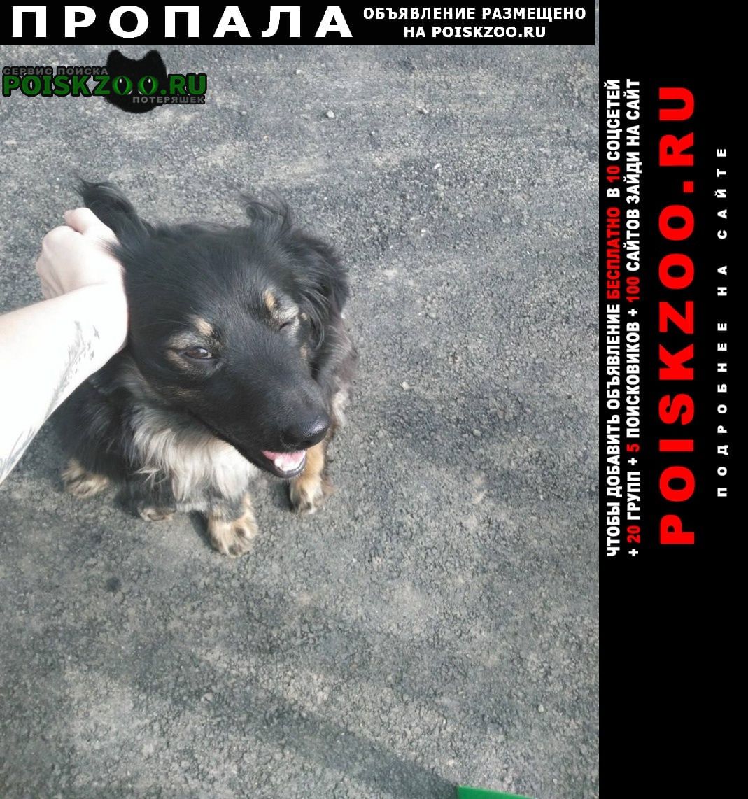 Пропала собака кобель в микрорайоне парфёново Тюмень