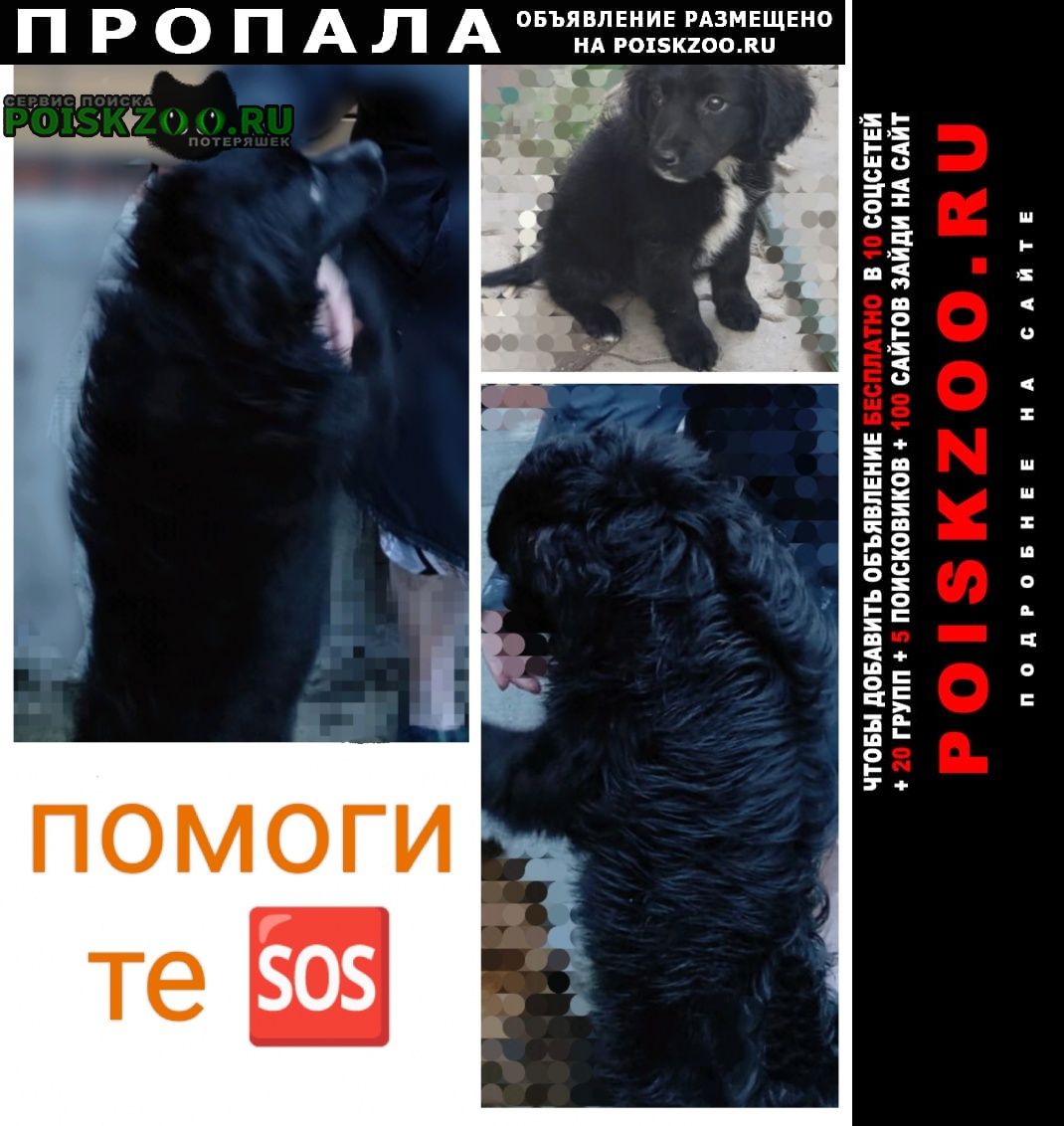 Пропала собака кобель помогите пожалуйста найти Батайск