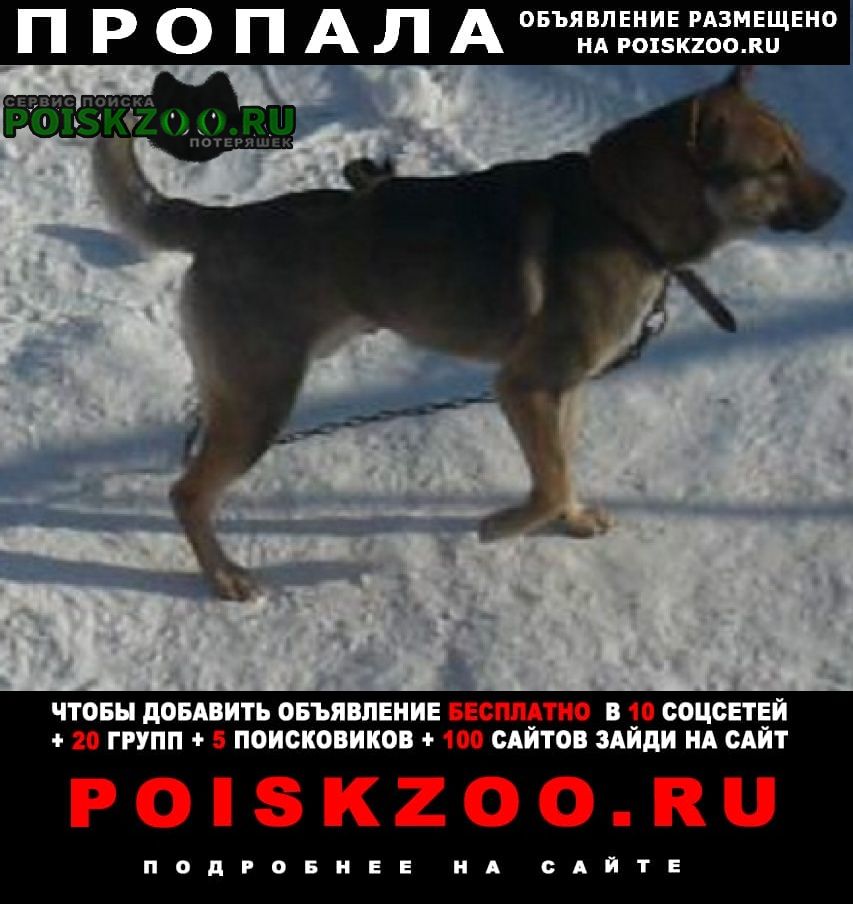 Новомосковск Пропала собака кобель пес метис с шарпеем.