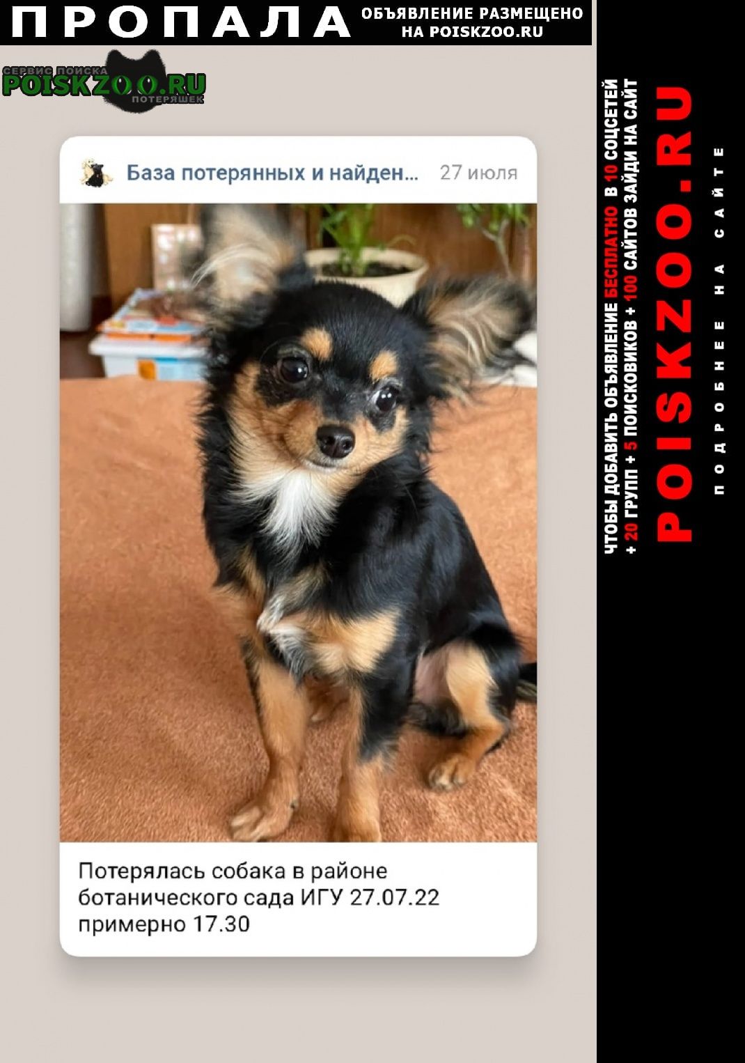 Иркутск Пропала собака -девочка-чихуахуа. вознаграждение