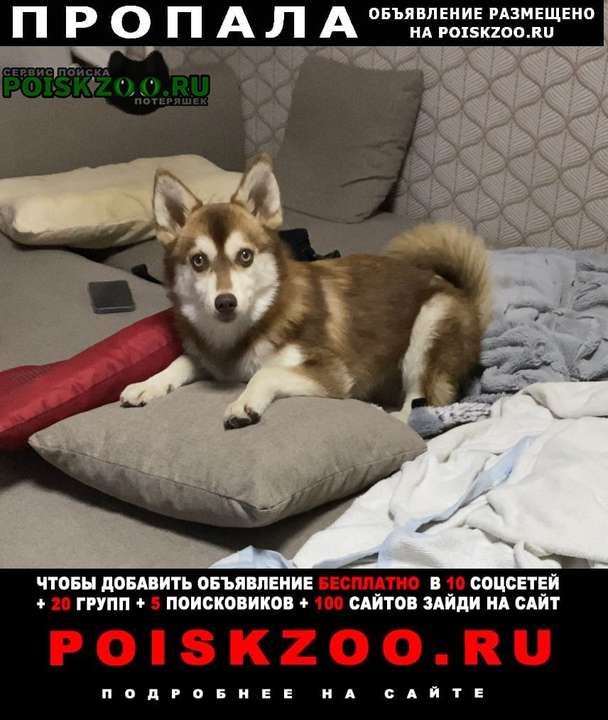 Пропала собака кобель щенок помски Москва