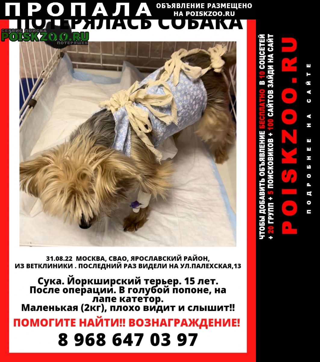 Пропала собака йорк, 15 лет Москва