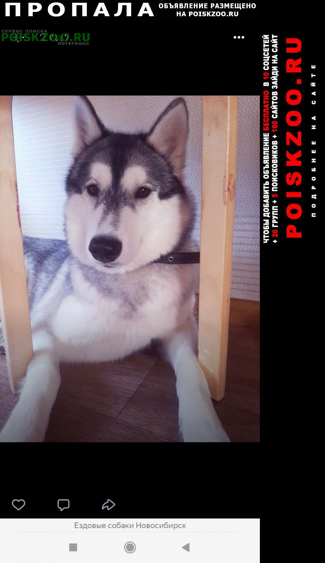 Пропала собака молодая хаски Новосибирск