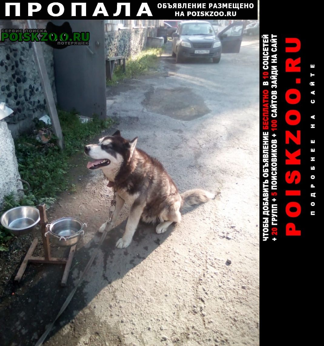 Пропала собака кобель хаски маламут Екатеринбург