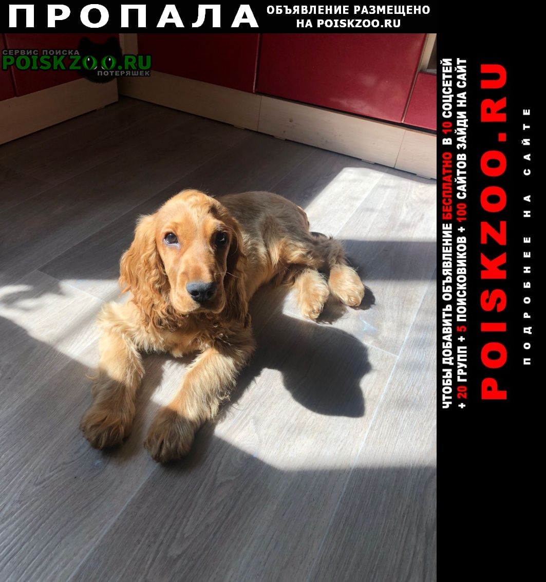 Пропала собака кобель английский кокер-спаниель. Новосибирск