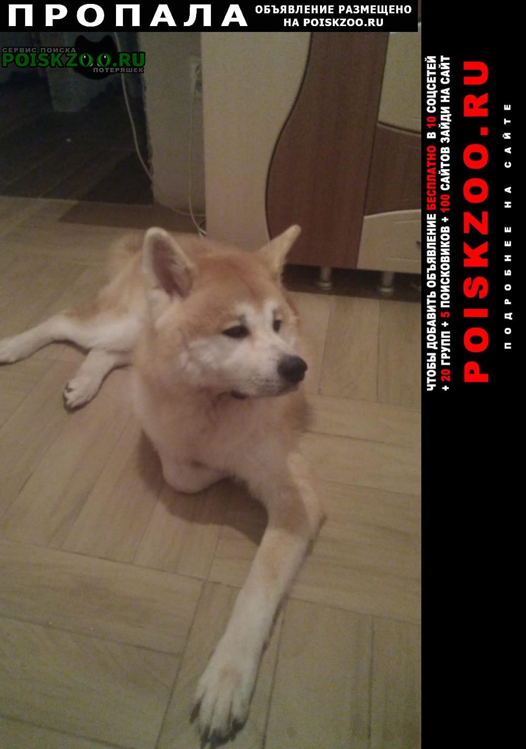 Пропала собака кобель здравствуйте, помогите пожалуйста Краснодар