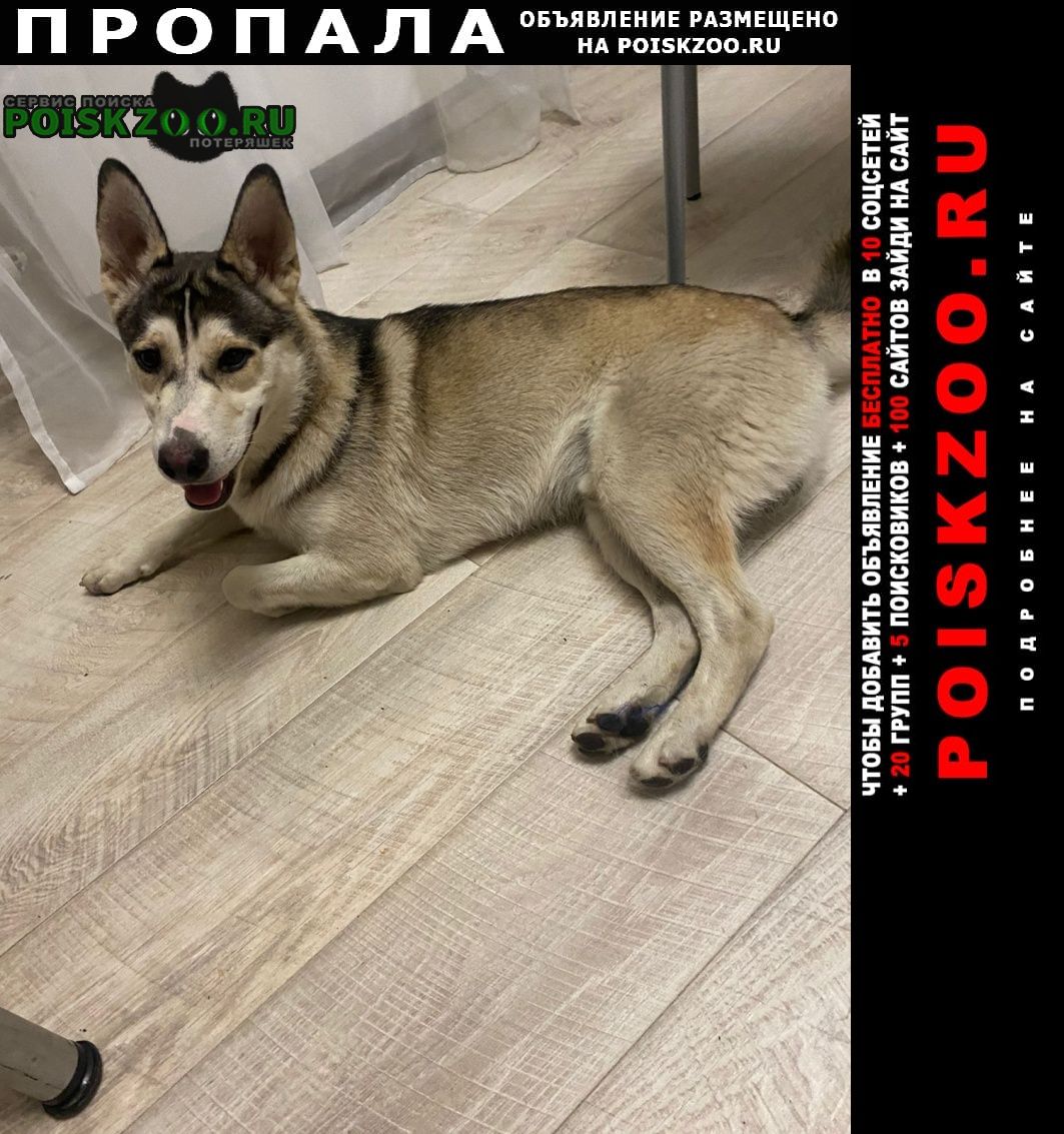 Новороссийск Пропала собака кобель