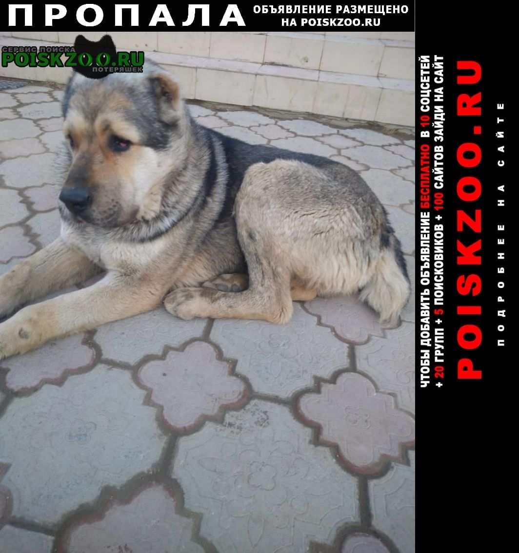 Пропала собака кобель убежал алабай Якутск