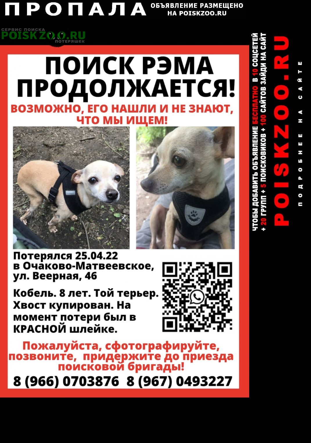 Пропала собака кобель разыскивается русский той терьер Москва
