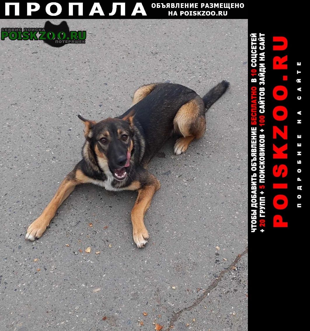 Пропала собака вчера видели в районе ц рынка Пермь