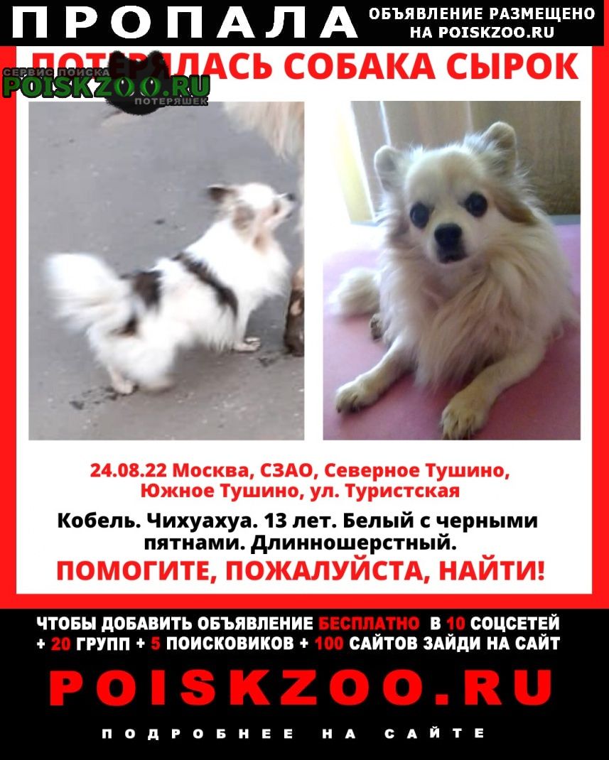 Пропала собака кобель чихуахуа мальчик длинношерстный Москва