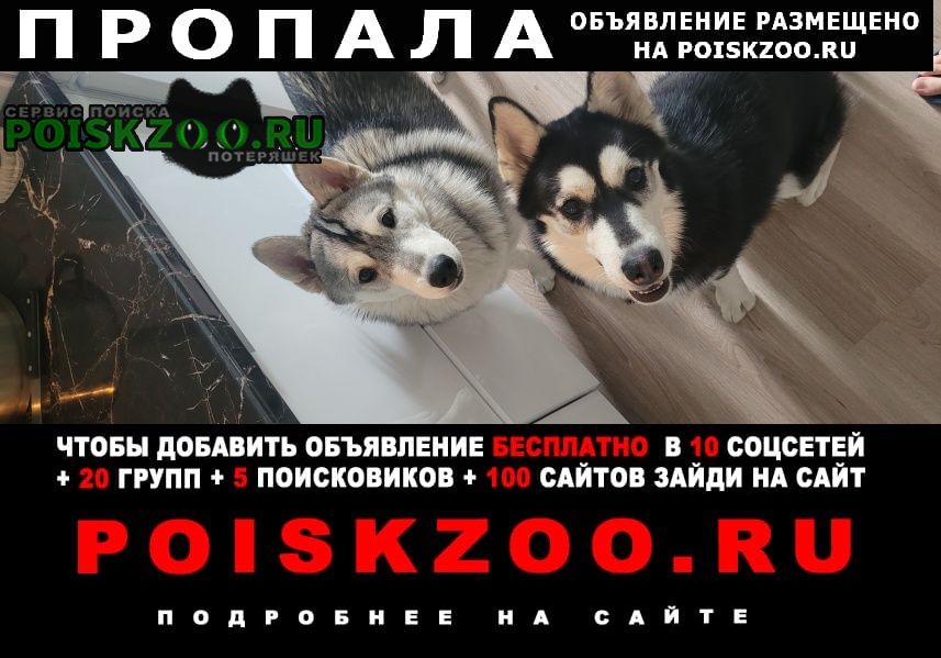 Пропала собака Санкт-Петербург