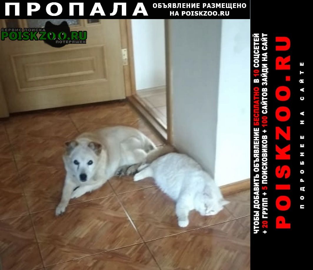 Пропала собака кобель Брянск