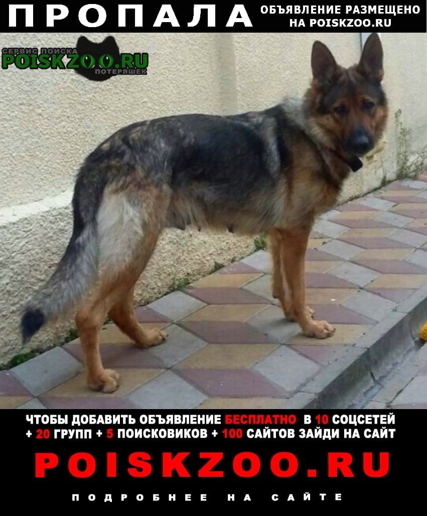 Пропала собака немецкая овчарка (сука) Ростов-на-Дону