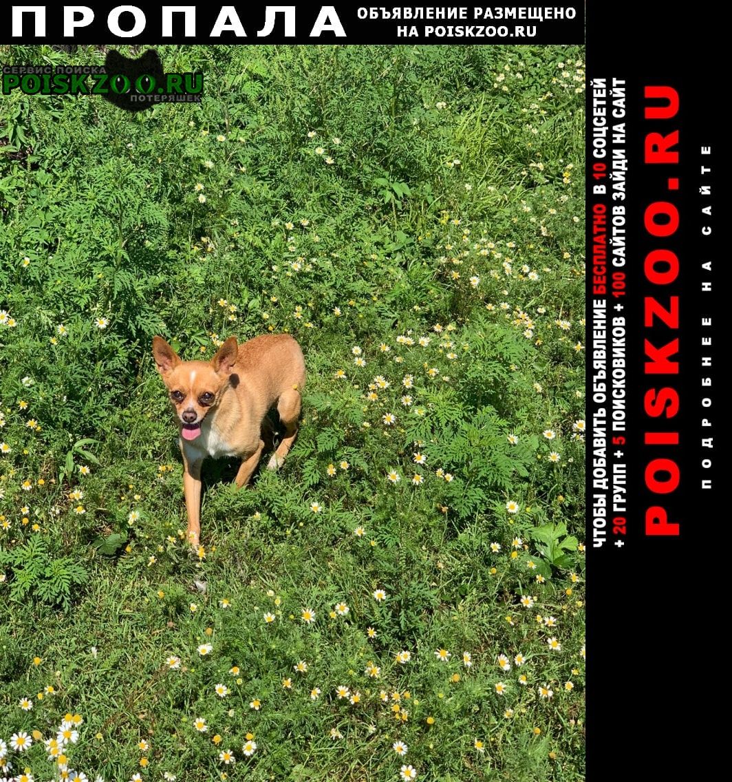 Хабаровск Пропала собака кобель в районе садового товарищества дружба/ар