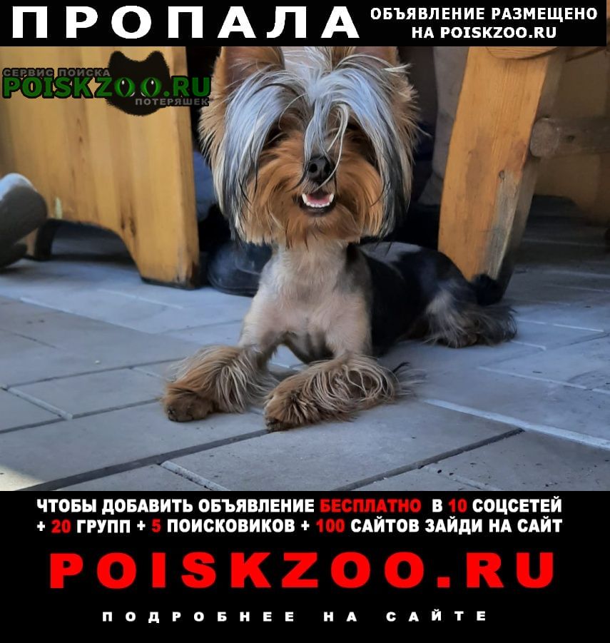 Пропала собака кобель помогите с поиском Прокопьевск