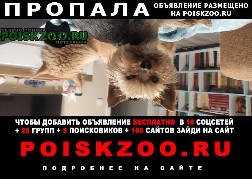 Санкт-Петербург Пропала собака кобель йорк