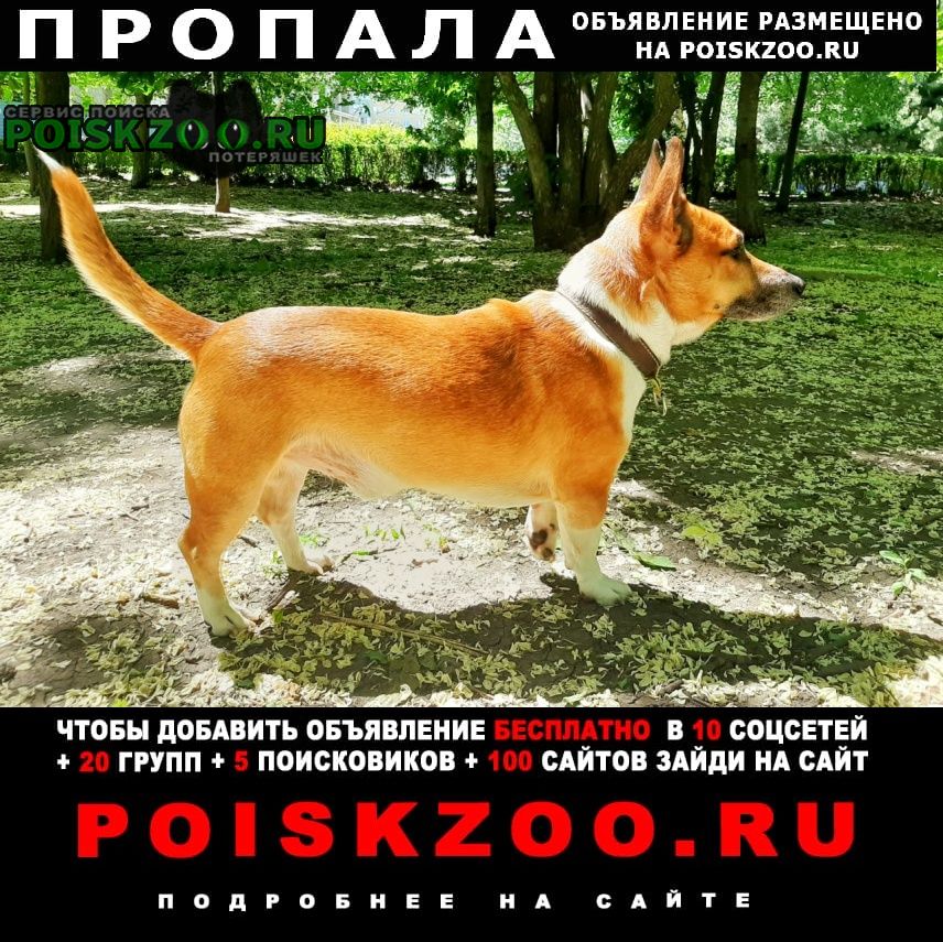 Ставрополь Пропала собака кобель джек рассел терьер
