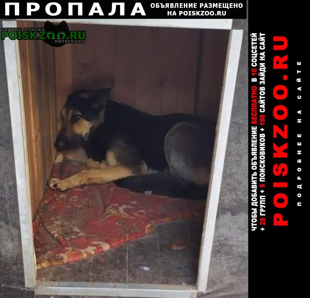 Пропала собака овчарка черная динга Краснодар