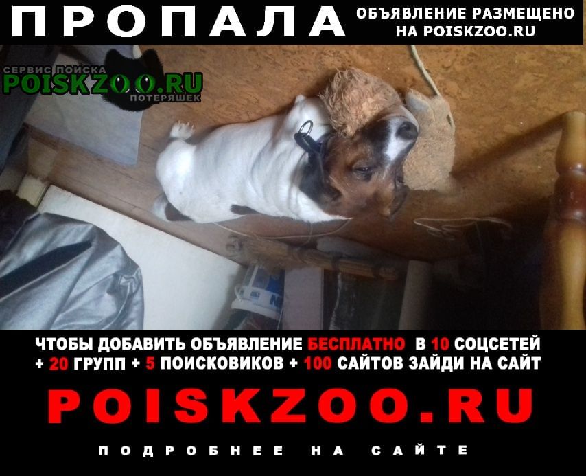 Орехово-Зуево Пропала собака кобель конт-й тел.