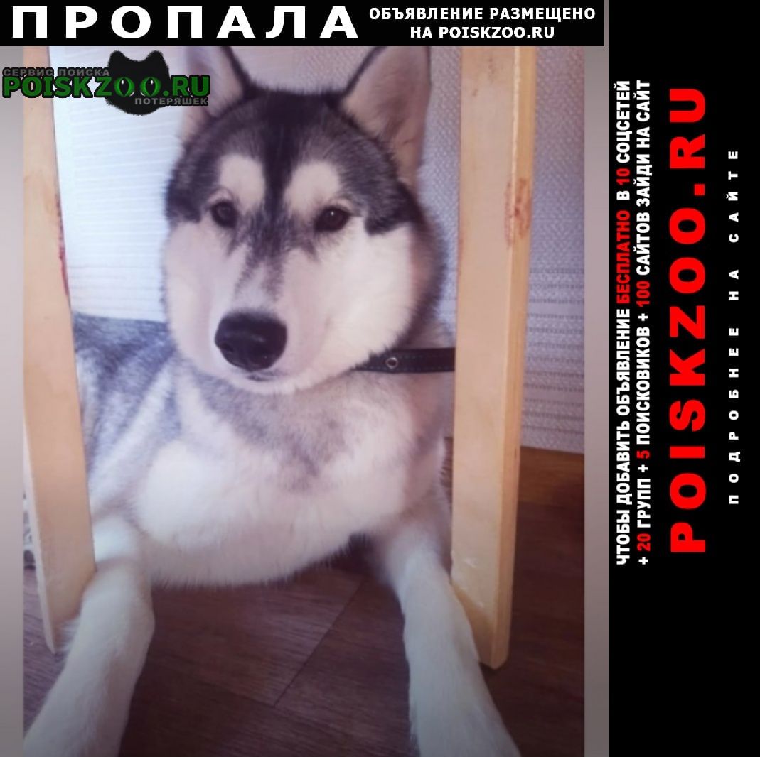 Новосибирск Пропала собака -хаски уля