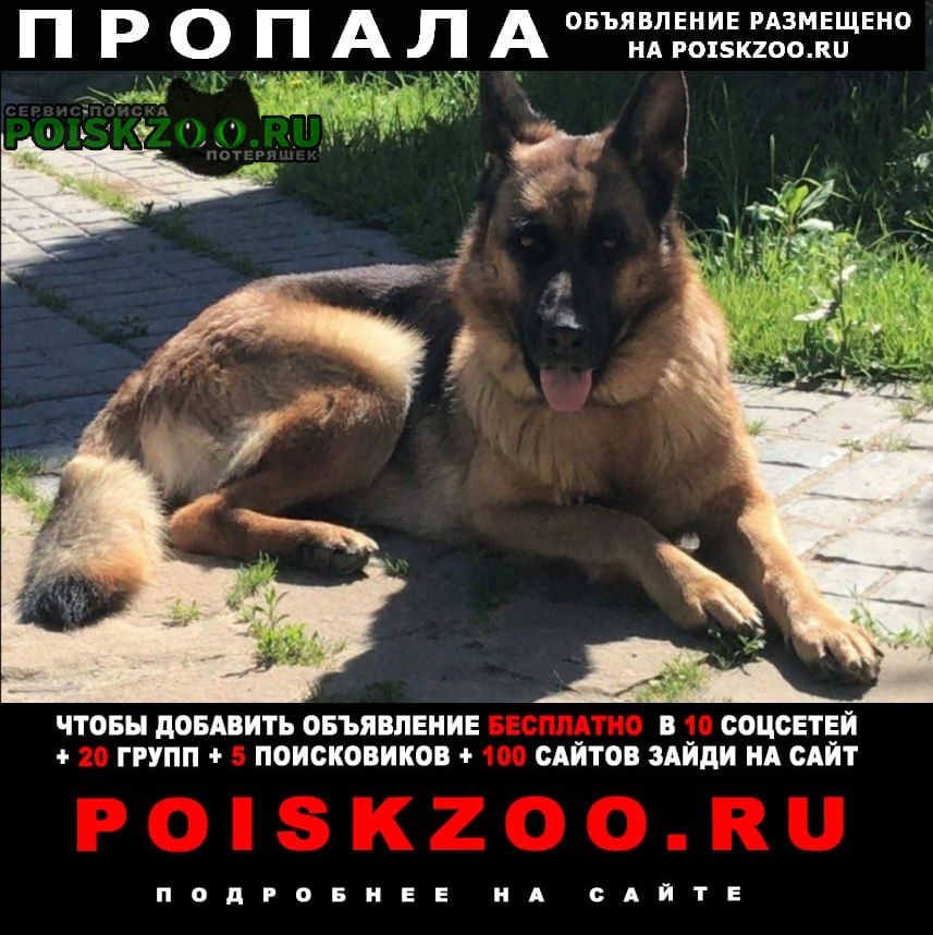 Пропала собака Одинцово