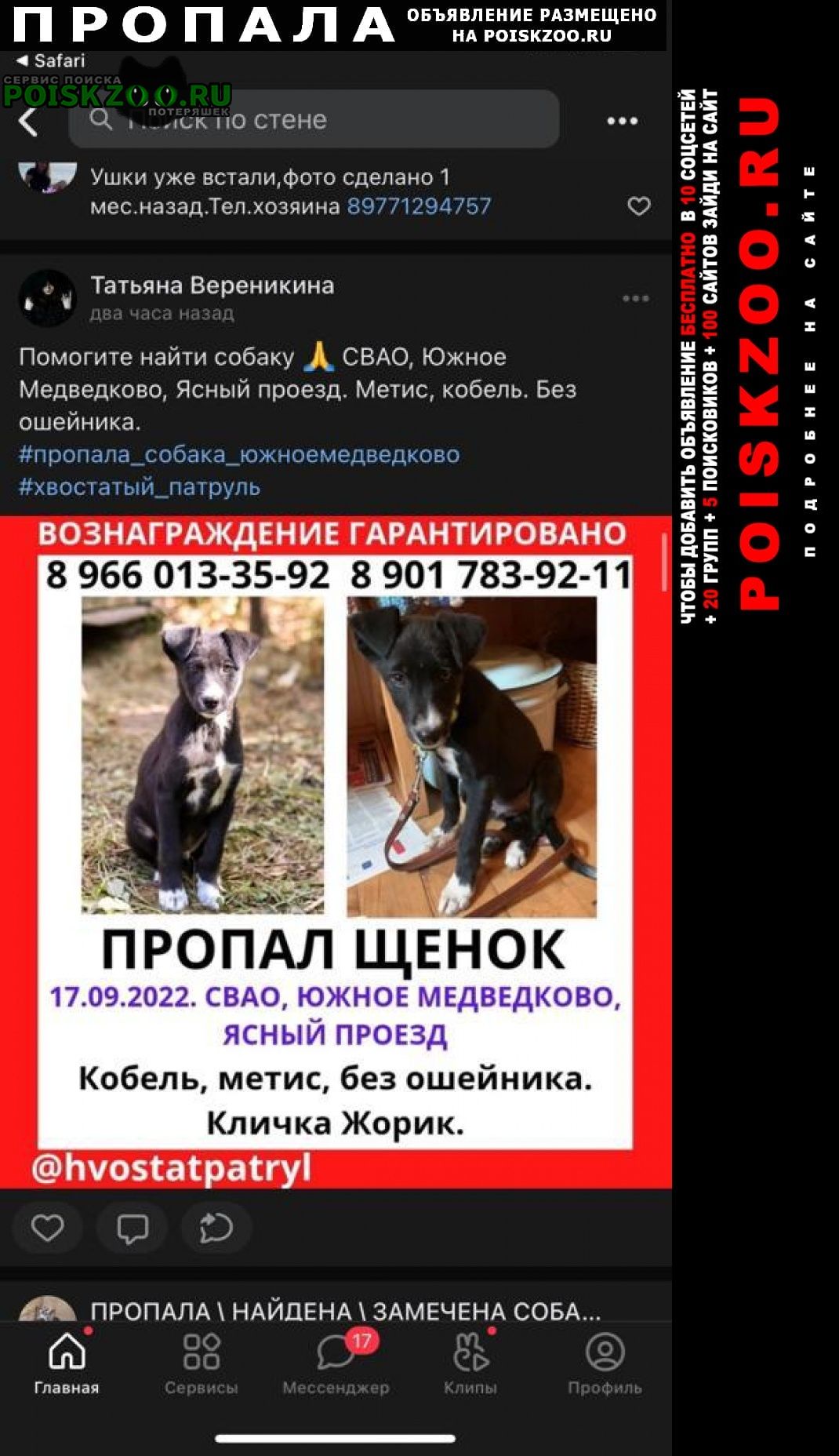 Пропала собака кобель помогите найти маленького щенка Москва