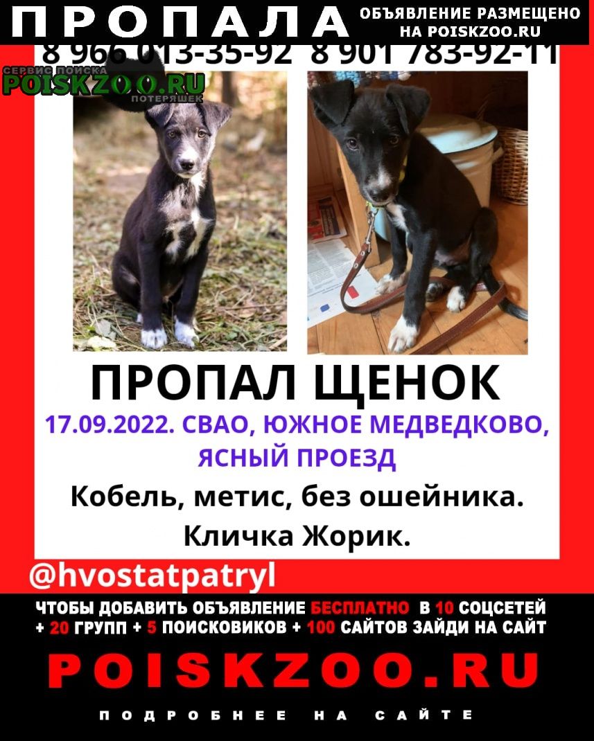 Пропала собака кобель щенок жорик Москва