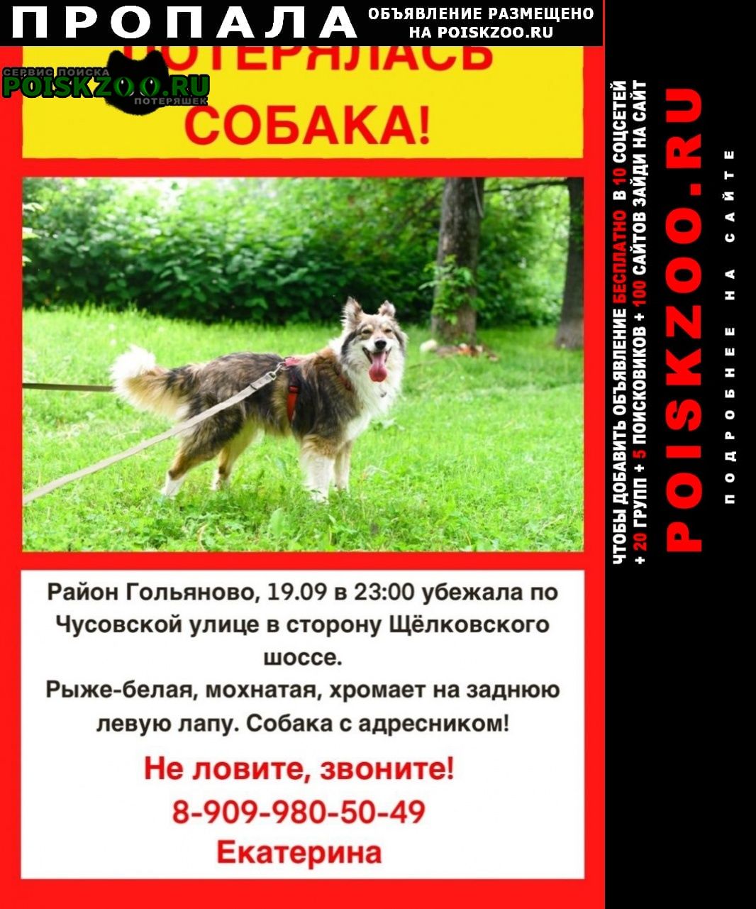Пропала собака потерялась собака 19.09 Москва