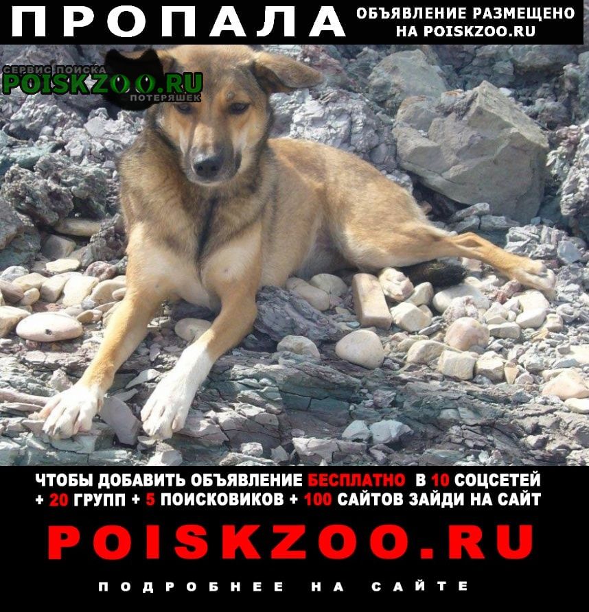 Пропала собака дворняга, м. шелепиха Москва