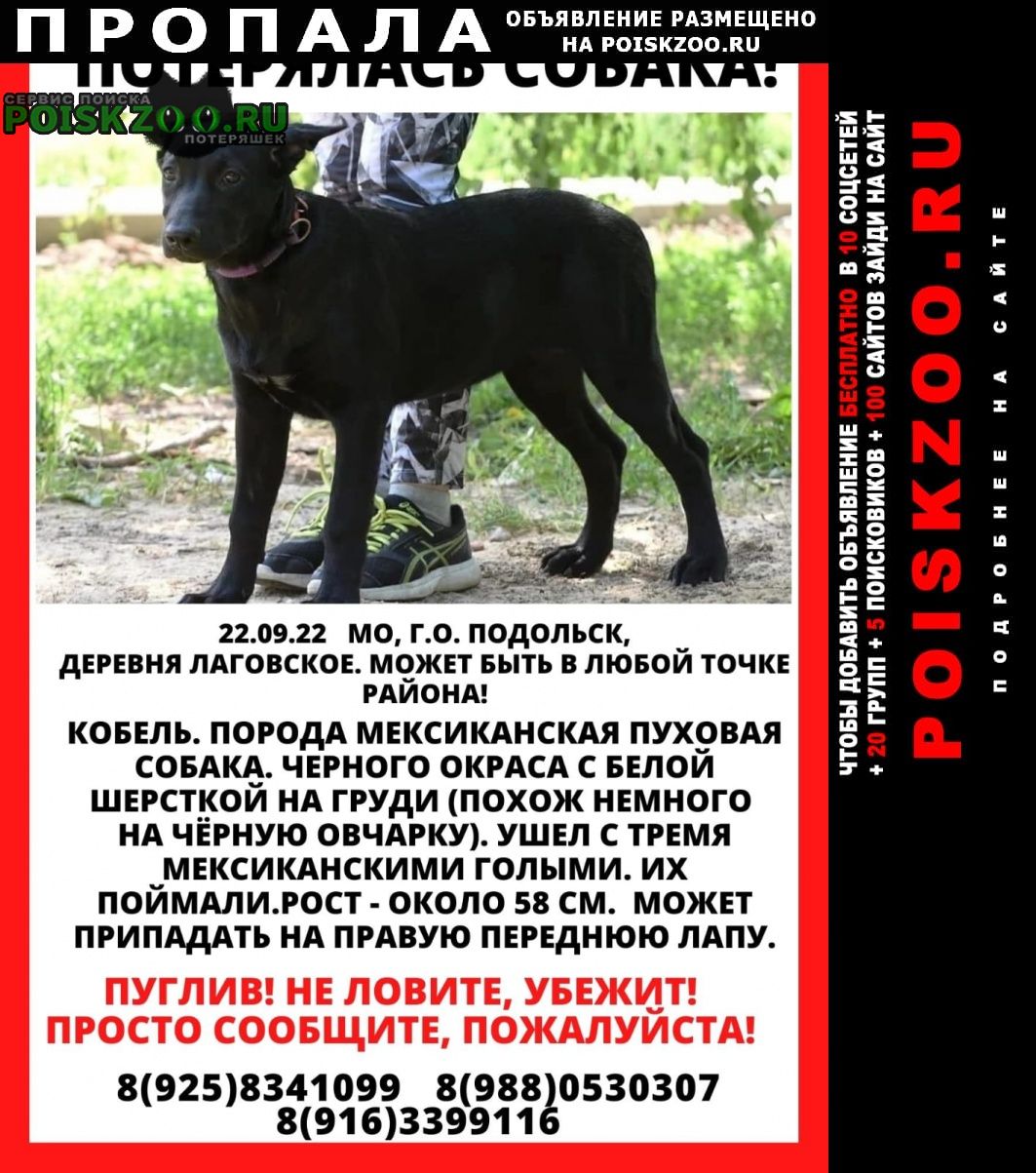 Пропала собака кобель Климовск