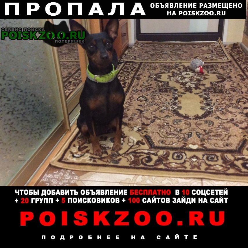 Пропала собака цвергпинчер Москва