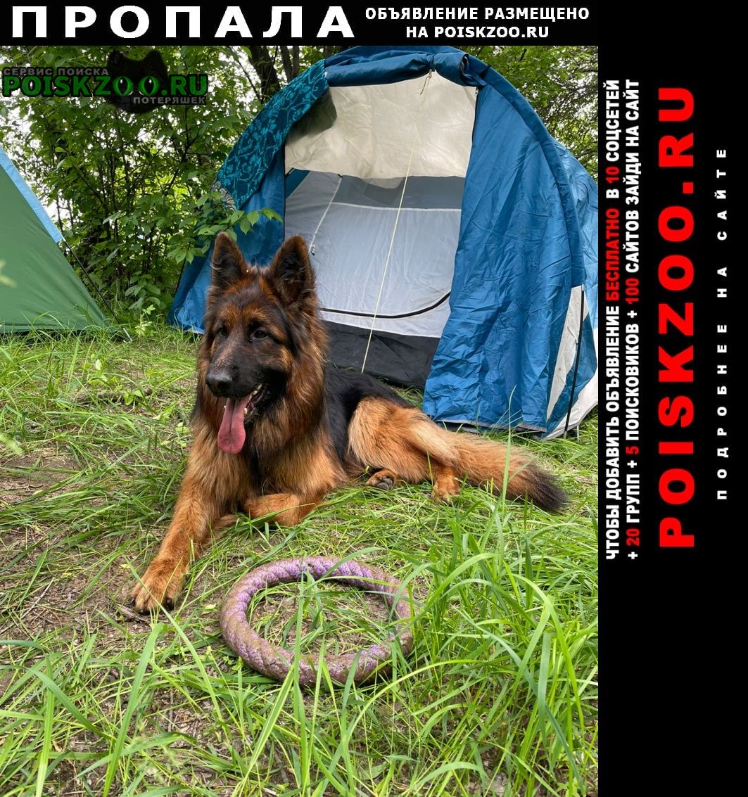 Пропала собака кобель Хабаровск