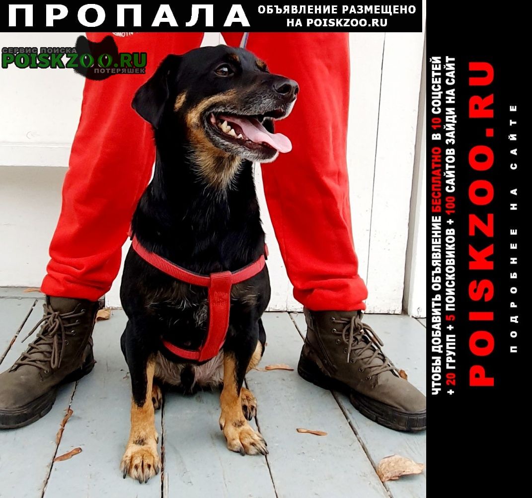 Пропала собака кобель 3 года метис добрый Москва