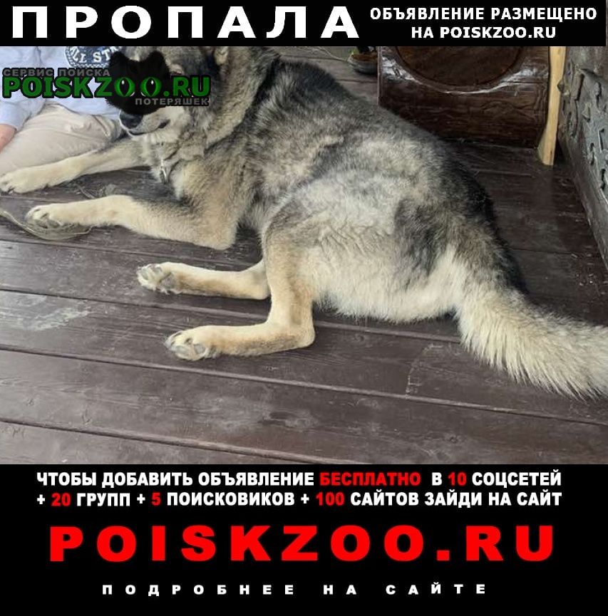 Пропала собака кобель лайка Ханты-Мансийск