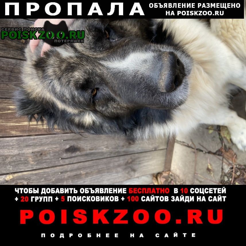 Пропала собака кобель сбежал пёс, просим помощи в поисках Нарофоминск