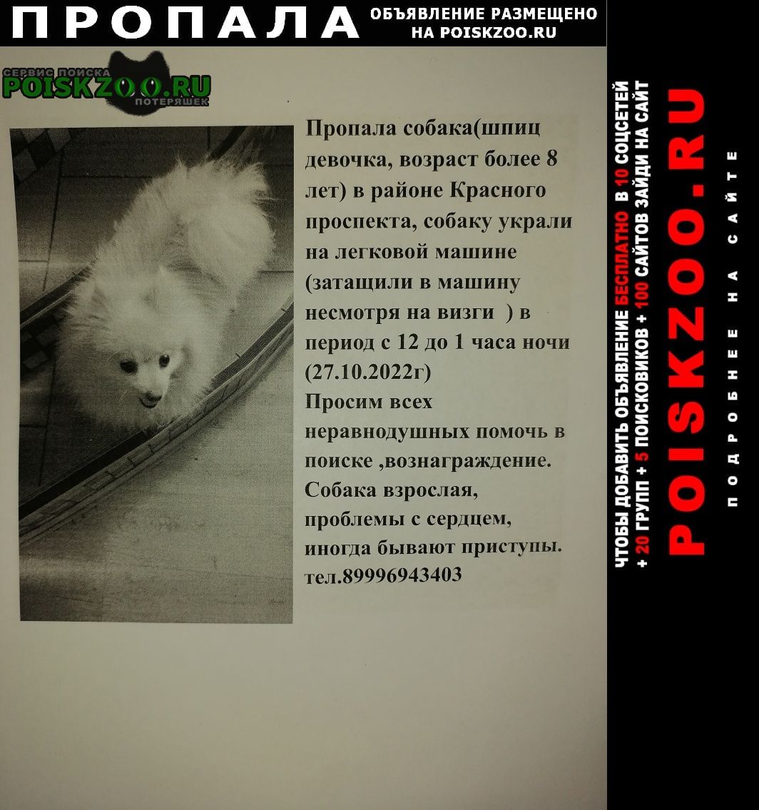 Новошахтинск Пропала собака девочка шпиц взрослая