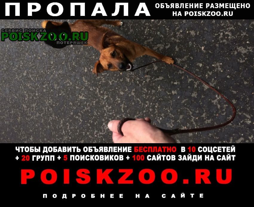 Москва Пропала собака кобель метро зябликово