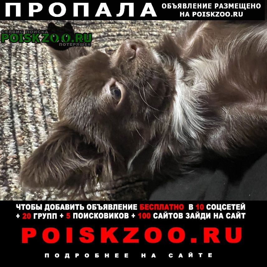Иваново Пропала собака кобель мальчик чихуахуа мини шоколадный